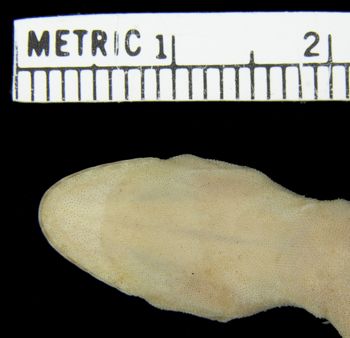 Media type: image;   Herpetology R-74106